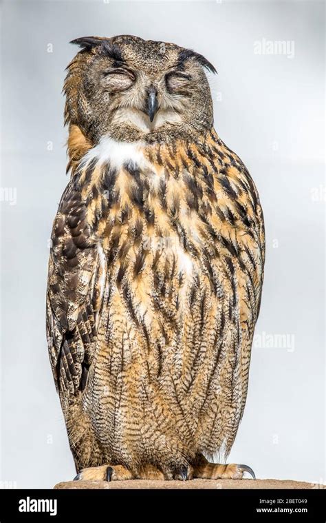 Eurasian Eagle Owl Closeup Bubo Bubo Stock Photo Alamy