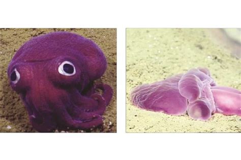 Strange Purple Sea Creatures Found In Deep Ocean Trenches
