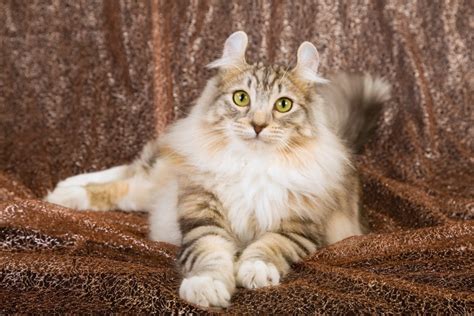 Cat Breeds With Ear Tufts With Photos Nimaspark
