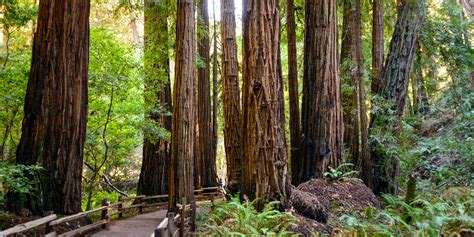 What To See And Do In Muir Woods National Monument Via