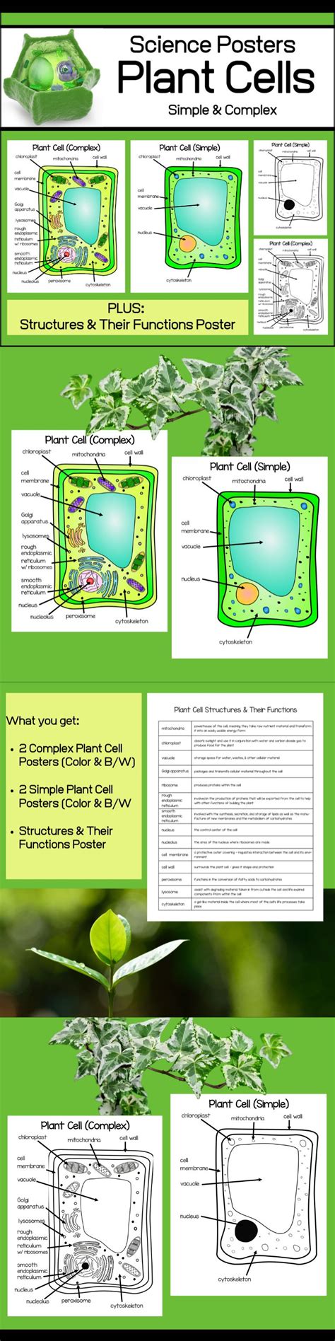 The cell wall is a rigid layer that is found outside the cell membrane and surrounds the cell, providing structural support and protection. This Science / Biology resource offers 5 posters - Color ...