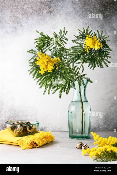 Beautiful Bouquet Of Silver Wattle Or Yellow Mimosa Flowers In