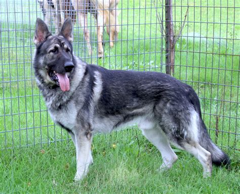 Sable colored german shepherd dogs. Breeding Oversized, Large German Shepherds. big dogs in ...