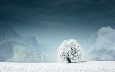 White Snow Tree Wallpapers Wallpaper Cave