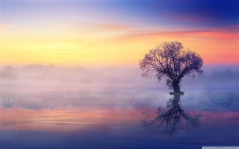 Tree On Lake Wallpapers Wallpaper Cave