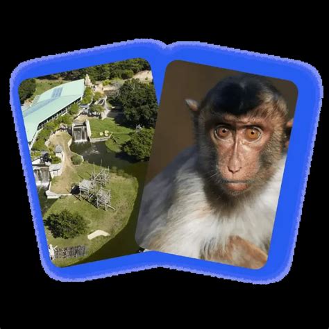 Informations Pratiques Et Tarifs Cse Du Zoo De Palmyre