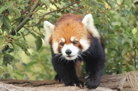 Zoos In Japan Kobe Oji Zoos Cute Red Panda