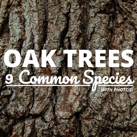 Common Types Of Oak Trees With Bark Photos For Identification Owlcation