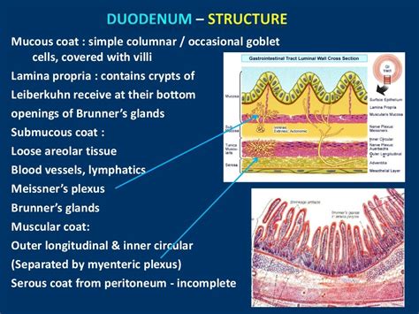 Anatomy Of Duodenum Duodenum Structure Ppt Of Duodenum Power Point
