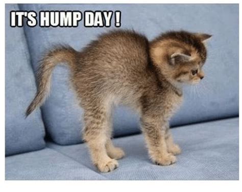 Catch The Unbelievable Funny Hump Day Cat Memes Hilarious Pets Pictures