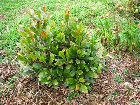 One of the most common hair problems among women is hair breakage associated with damage. Miracle Fruit - Synsepalum dulcificum
