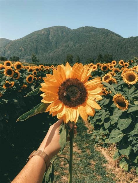 Pin By Huyen•trang On Tumblr Wallpaper In 2020 Sunflower Wallpaper Sunflower Pictures