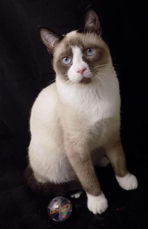 Adopt Ozzie And Creamy On Petfinder Snowshoe Cat Cats Cat Breeds