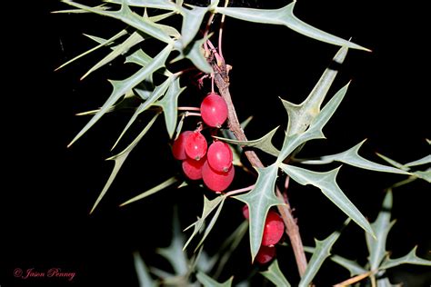 Algerita Mahonia Trifoliolata A Native Texas Plant Whos Flickr