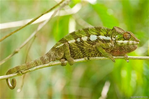 identification  chameleon species  uganda chameleon forums