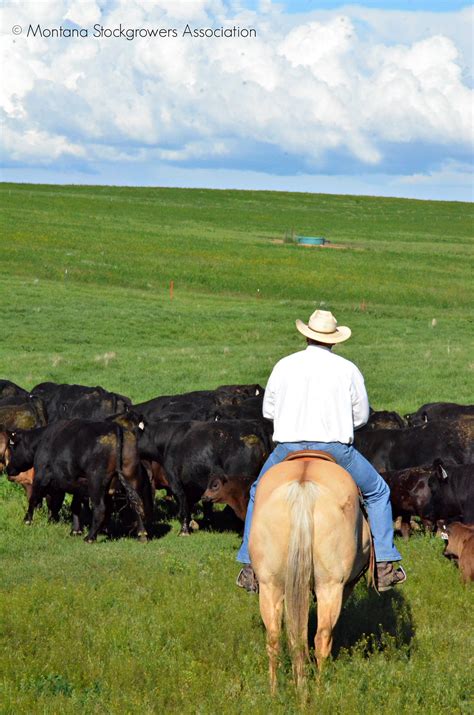 Montana Cowboy At Wang Ranch Branding ~ Montana Stockgrowers