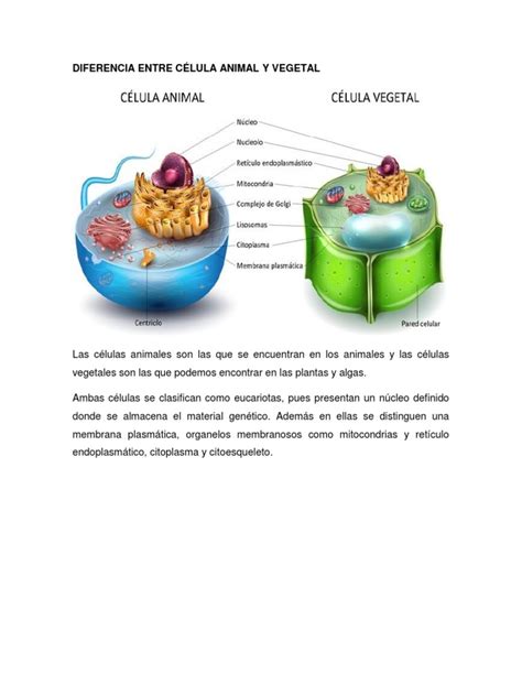 Diferencia Entre CÉlula Animal Y Vegetaldocx Plantas Biología Celular