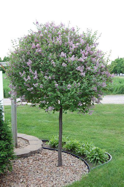 74 Best Ornamental Trees For Zone 4 And 5 Images On