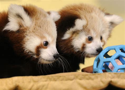 Red Panda Cubs Named After Two Famous Nebraskans Local