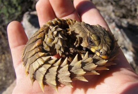 The Ever Spiky Armadillo Lizard Critter Science