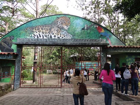 Zoológico Del Picacho Lugar Increíble Para Disfrutar En Familia