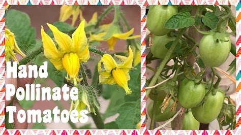 how to hand pollinate organic tomatoes for greater production youtube