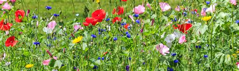 Wildflower Seeds Uk For Every Soil Type The Grass People