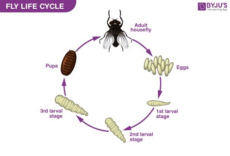 Fruit Fly Life Cycle