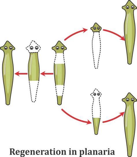 4 Explain The Process Of Regeneration In Planaria How Is This Process