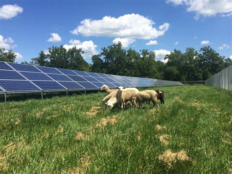Agricultural Solar How To Use Land Under Solar Panels Solar Sam