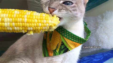 Asmr Cat Eating Corn Youtube
