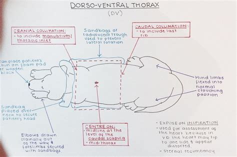 Thorax X Ray Positioning Vet Medicine Vet Tech Student Veterinary