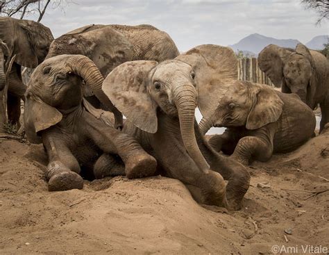 Reteti Elephants At The Mudhole World Elephant Day Elephant