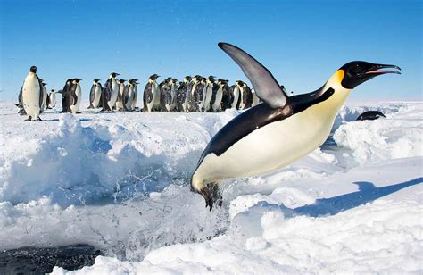50 Emperor Penguins Facts And Information Trust Animal