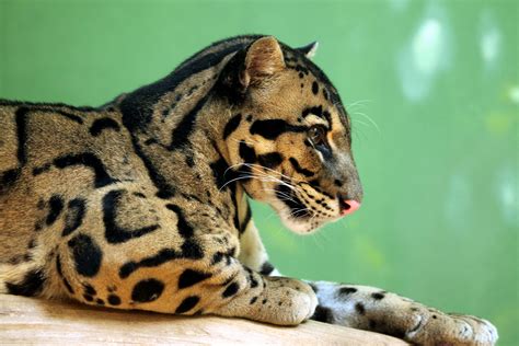 4k Clouded Big Cats Leopards Hd Wallpaper Rare Gallery