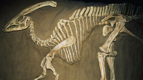 In A Tomb Located Near Saka Turkey A Duck Billed Dinosaur Fossil With