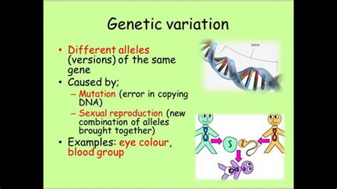 Variation Gcse Combined Science Biology Youtube
