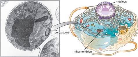 Lysosomes are bound by a single membrane and contain highly acidic fluid. Difference Between Lysosome and Peroxisome ...