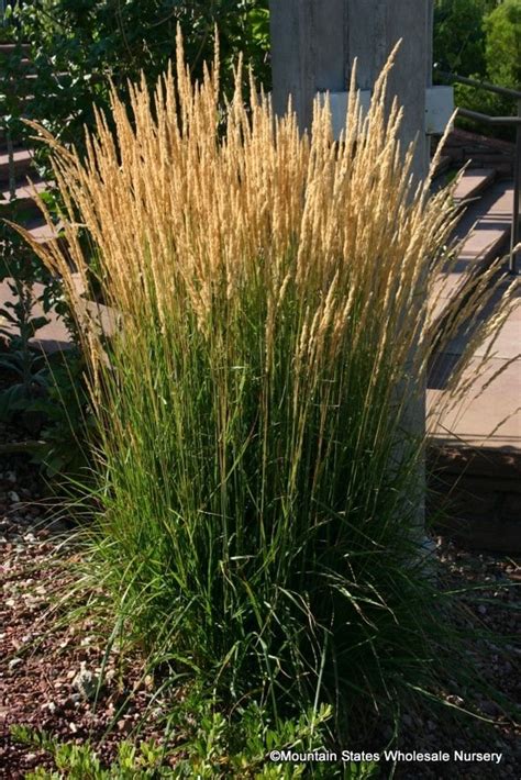 Calamagrostis X Acutiflora Karl Foerster Feather Reed Grass