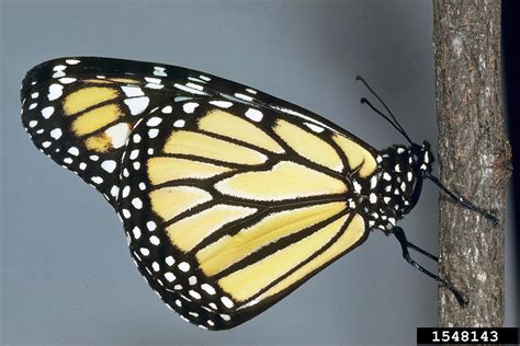 Monarch Butterfly Danaus Plexippus Lepidoptera Nymphalidae 1548143