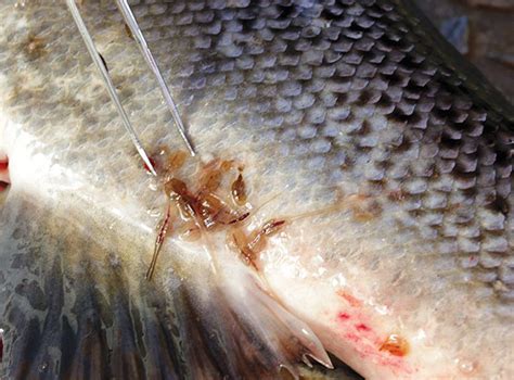 Keep An Eye On Emerging Parasites Warns Parasitologist Aquaculture