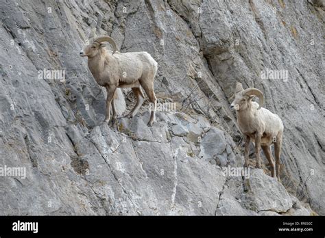 Bighorn Sheep Ovis Canadensis Male Ram Standing On Cliff National