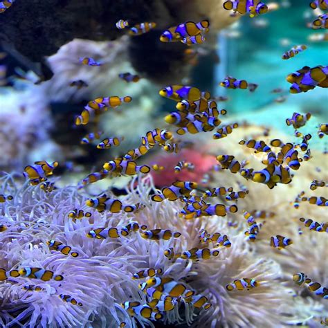 Living Marine Aquarium 3 Screensaver Overlasem
