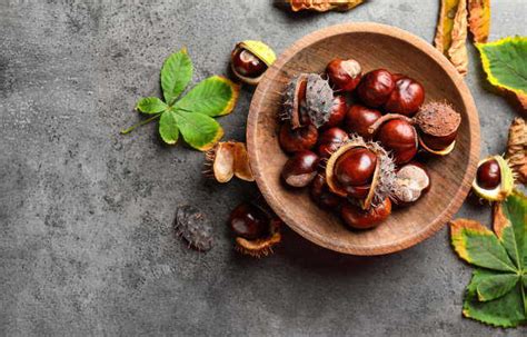 हॉर्स चेस्टनट के फायदे नुकसान व मात्रा Horse Chestnut Benefits Side