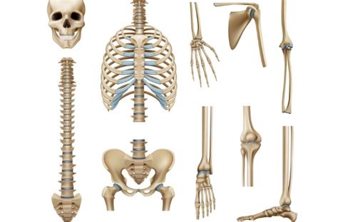 8 Contoh Tulang Pipa Ini Macam Macam Pengertian Dan Fungsinya Bagian 2