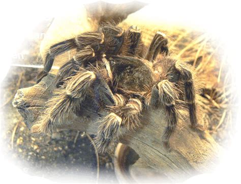 Lasiodora parahybana / brasilianische riesenvogelspinne + terrarium. Riesenvogelspinne im Tierporträt - Tierlexikon / MediaTime ...