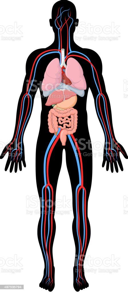 Cartoon Illustration Of Human Body Anatomy Stock Vector Art And More