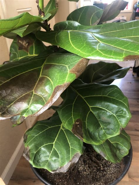 Help Whats Wrong With My Fiddle Leaf Fig Hes Dropping Leaves And
