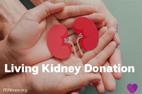Who Can Donate A Kidney