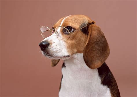 Dogs Beagle Dog Glasses Pet Hd Wallpaper Peakpx